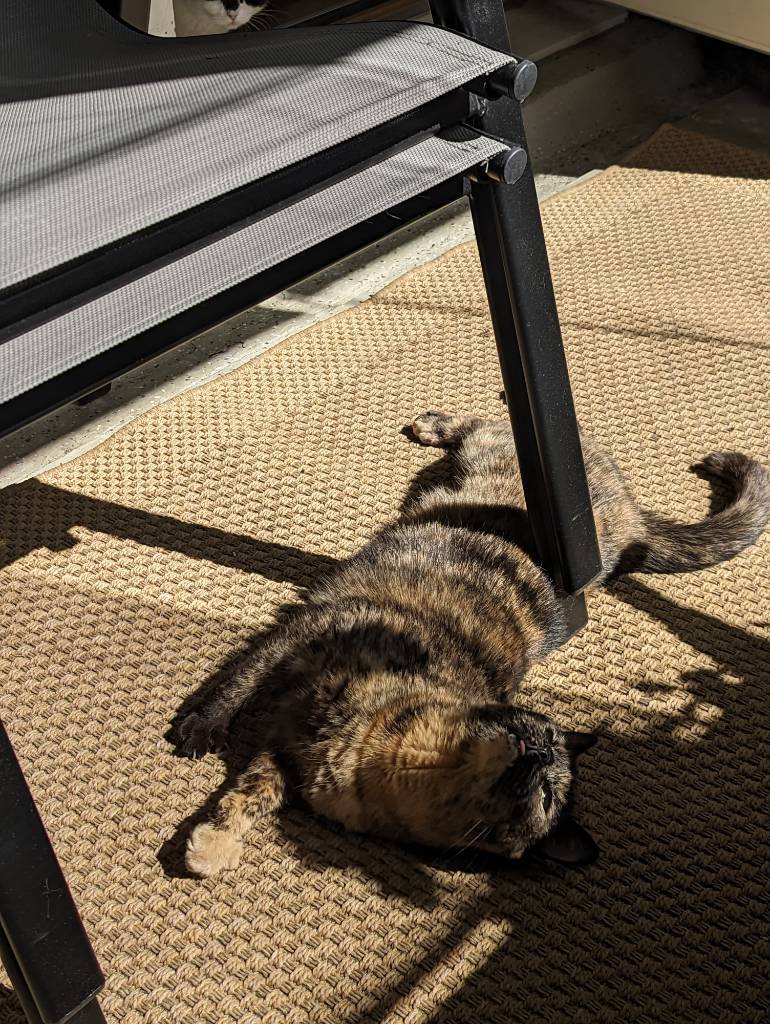 cat enjoying sun on the balcony