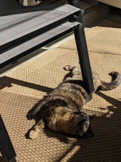 cat in the sun