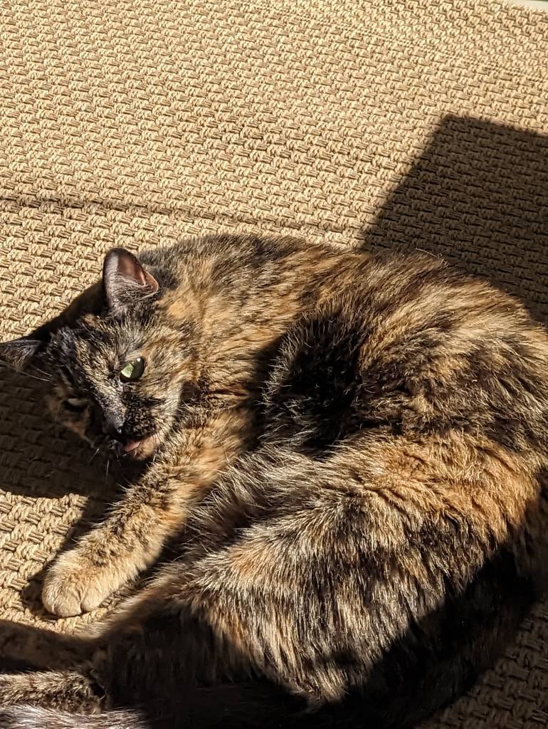 cat enjoying sun on the balcony