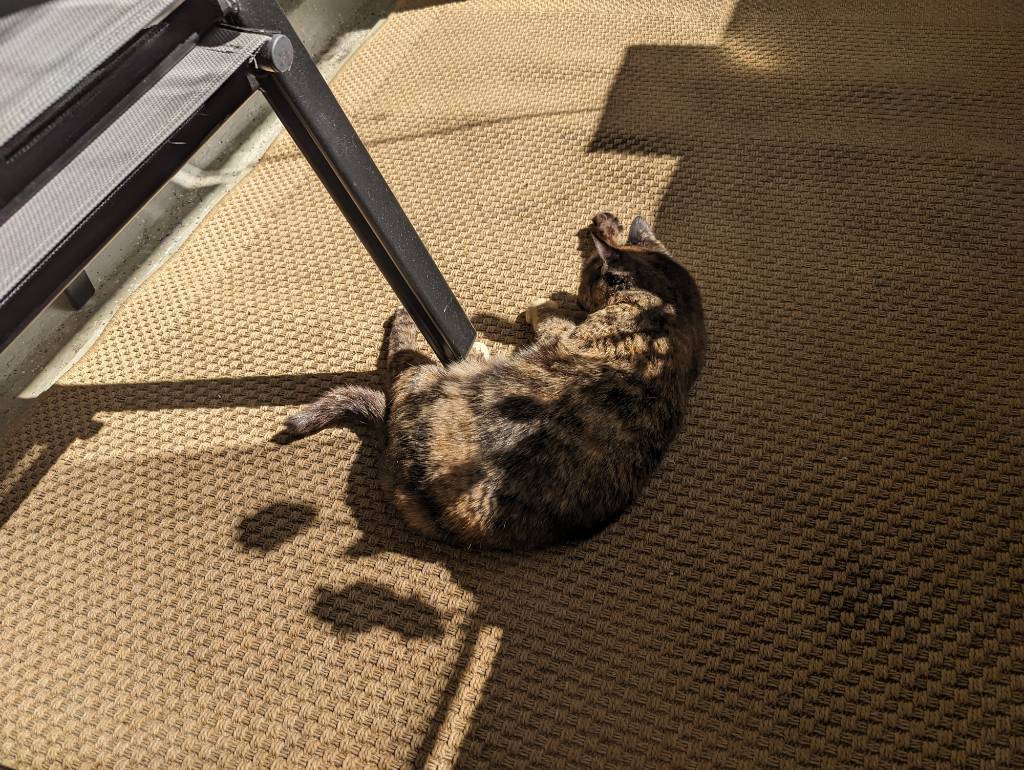 cat enjoying sun on the balcony