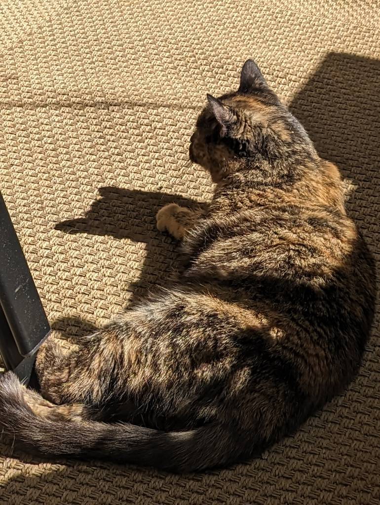 cat enjoying sun on the balcony